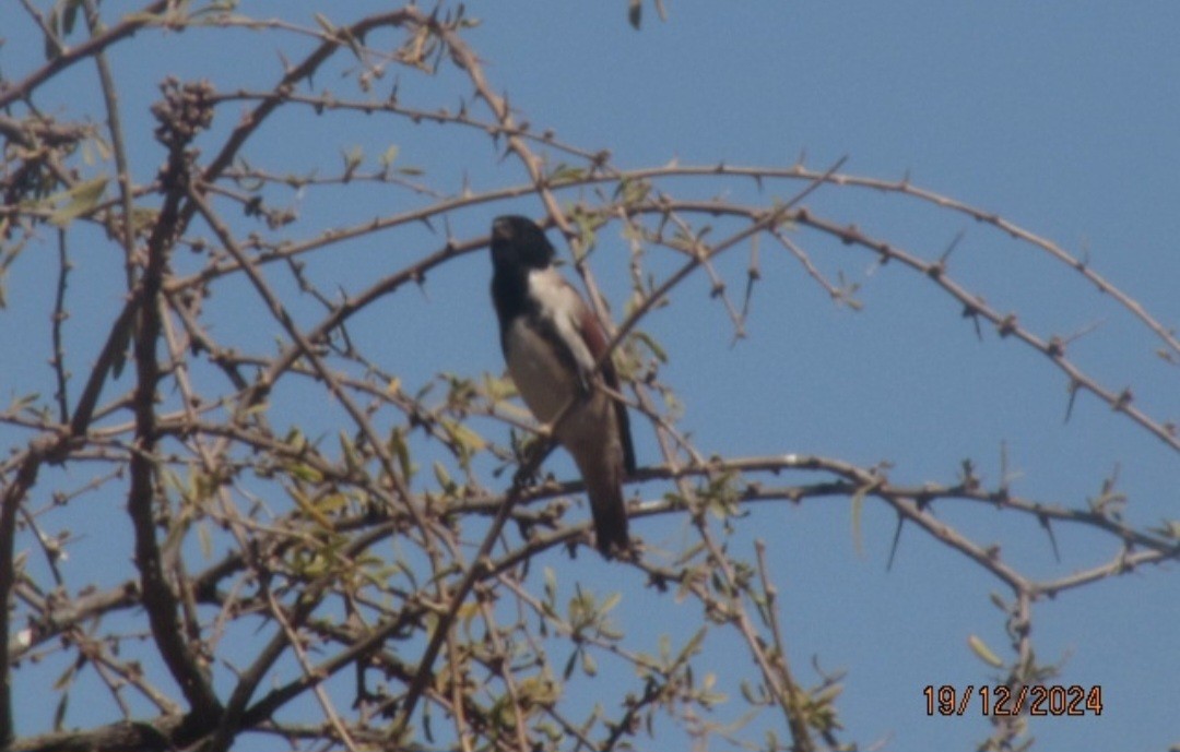 Black-headed Canary - ML631782717