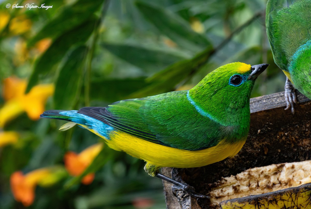 Blue-naped Chlorophonia - ML631782789
