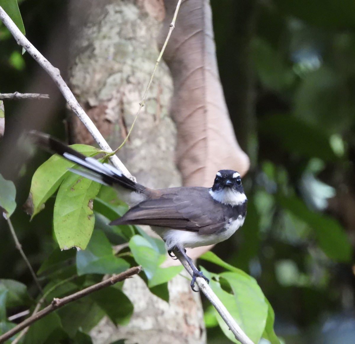 Philippine Pied-Fantail - ML631783116