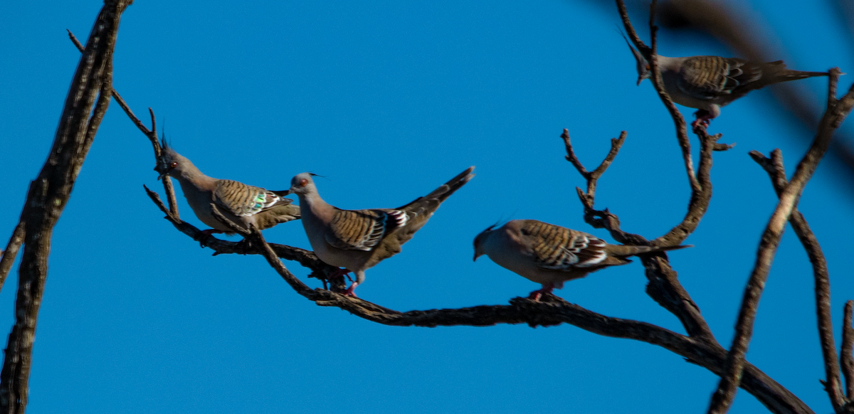 Crested Pigeon - ML631783245