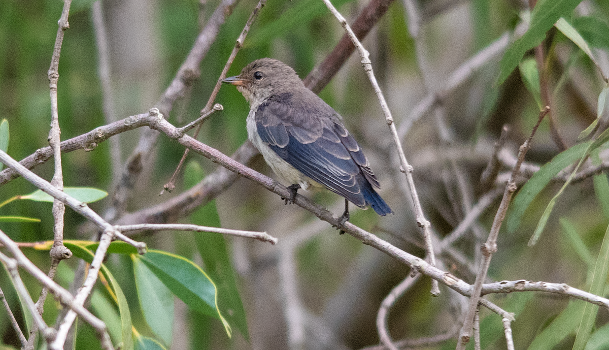 Mistletoebird - ML631783320