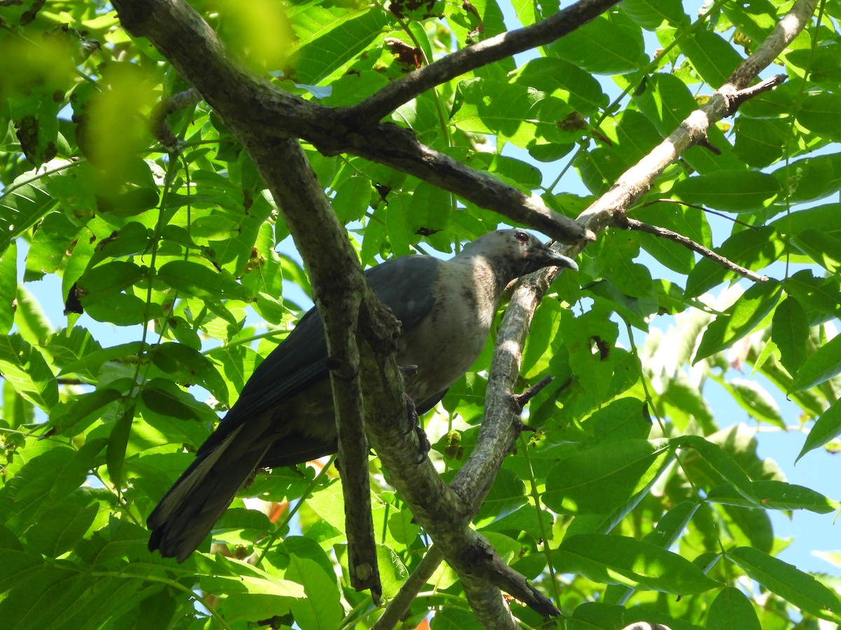 Gray Imperial-Pigeon - ML631783425