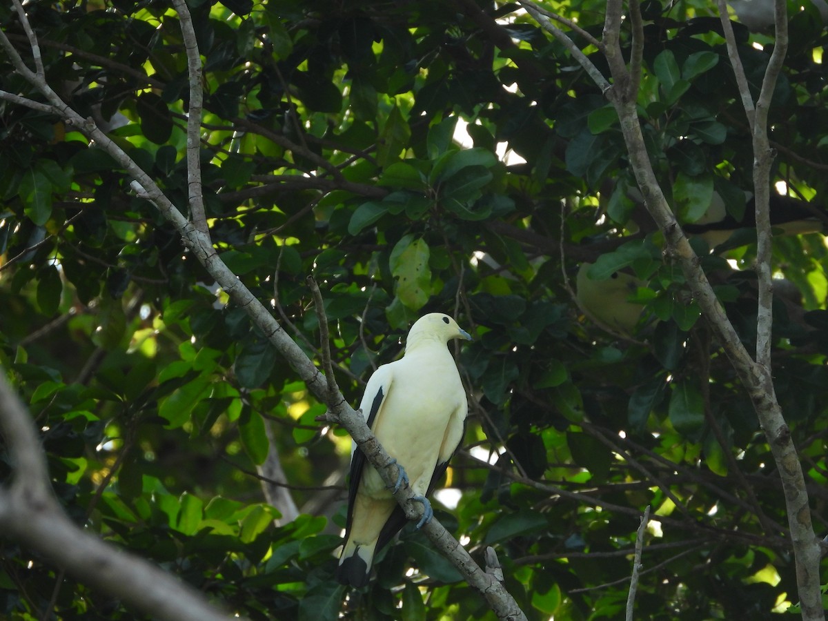 Pied Imperial-Pigeon - ML631783427