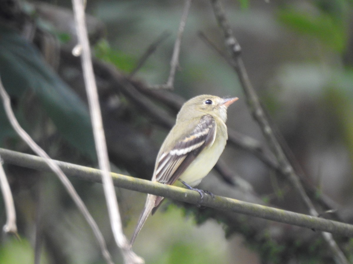 Acadian Flycatcher - ML631783661