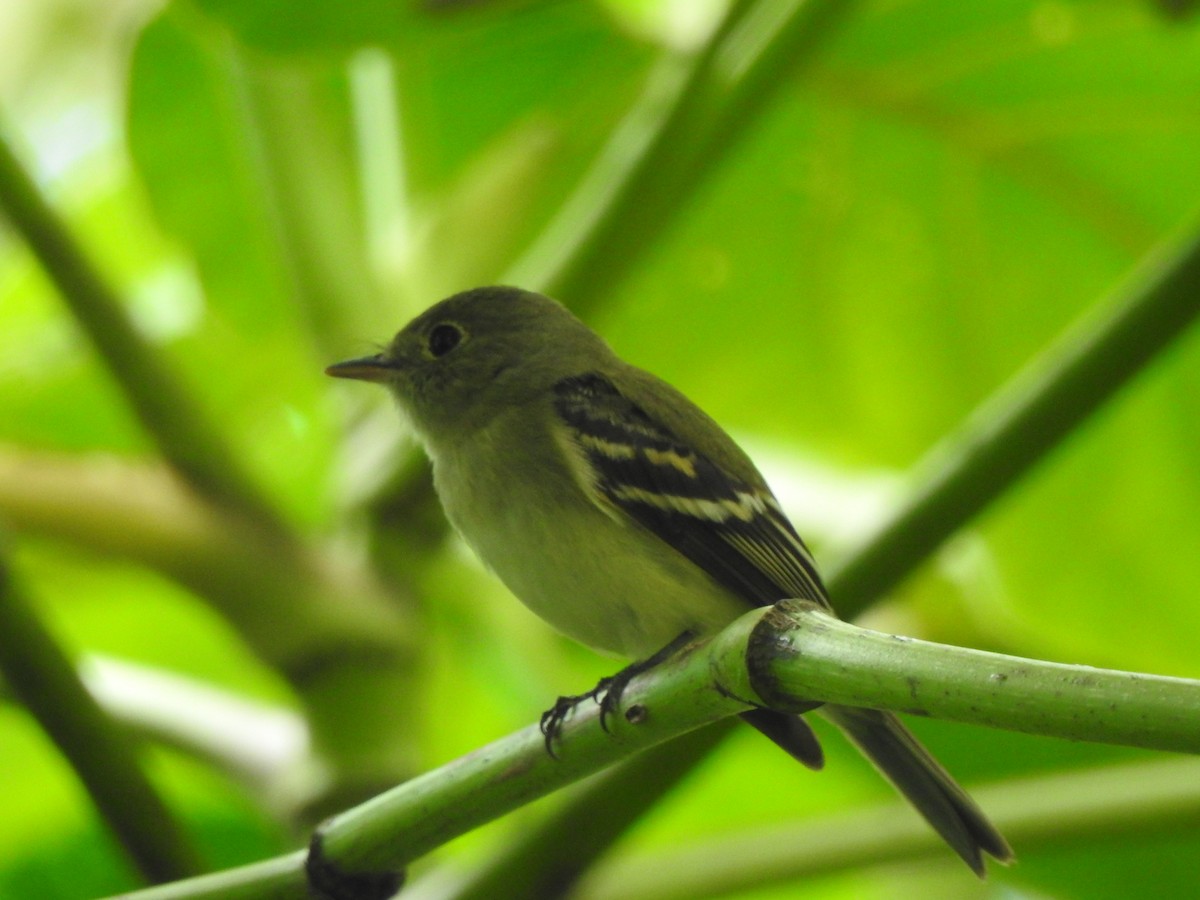 Acadian Flycatcher - ML631783662