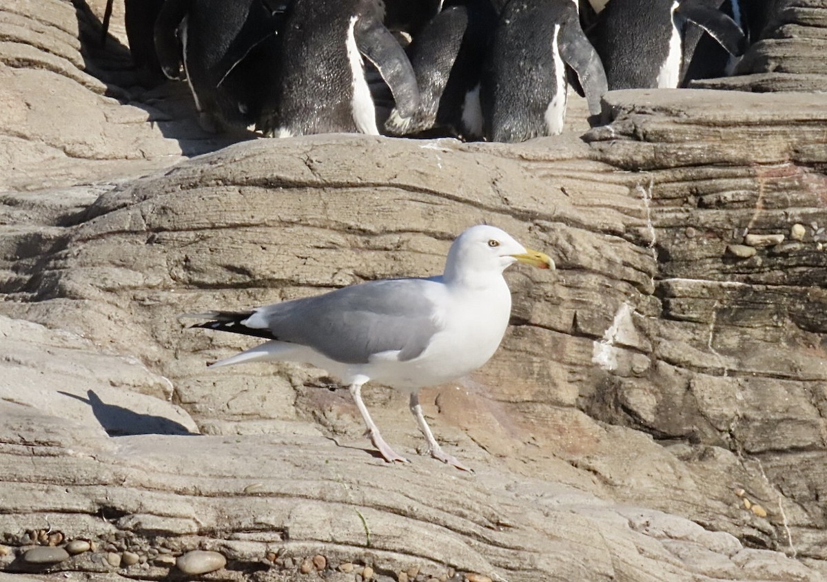 American Herring Gull - ML631783783