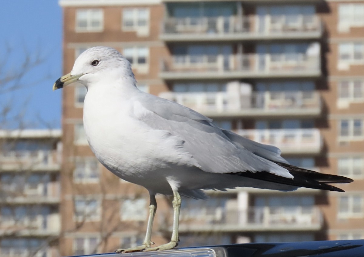 Ring-billed Gull - ML631783785