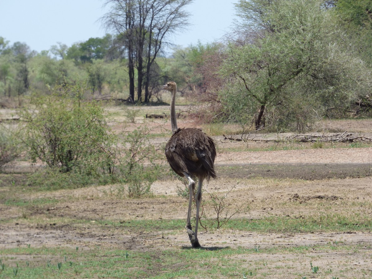 Common Ostrich - ML63178381