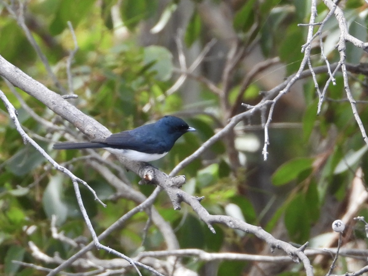 Satin Flycatcher - ML631784154