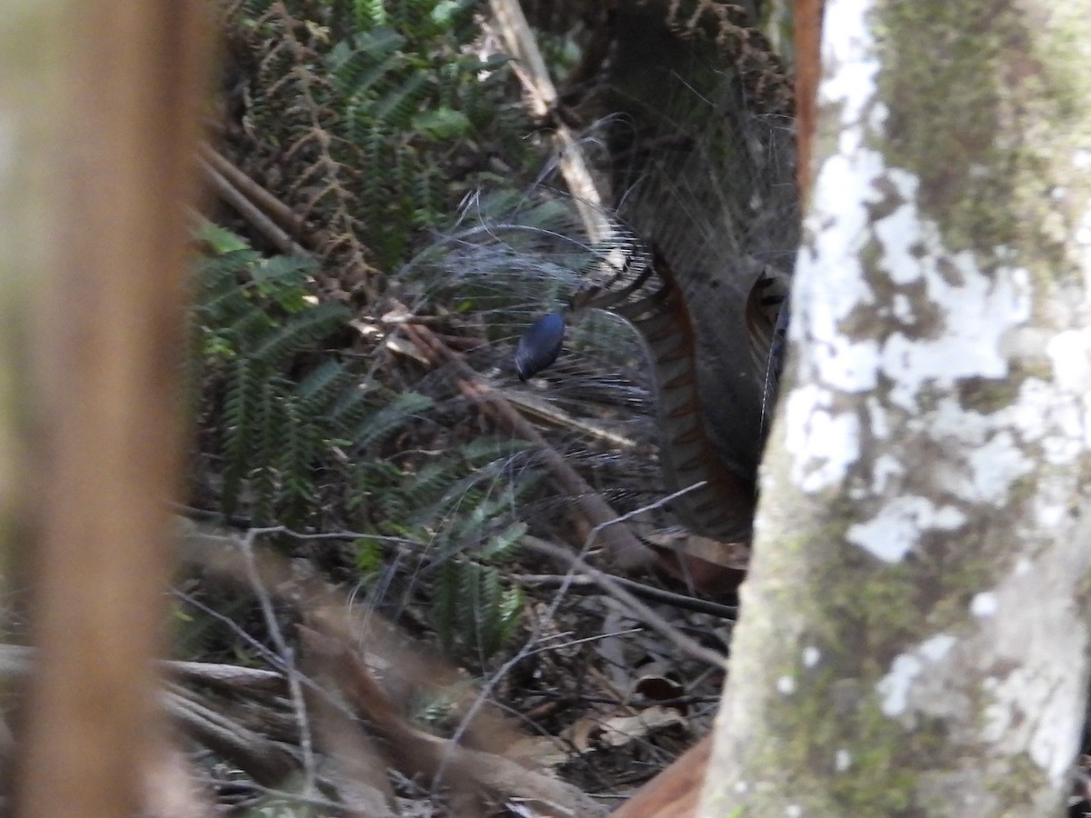 Великолепный лирохвост - ML631784257