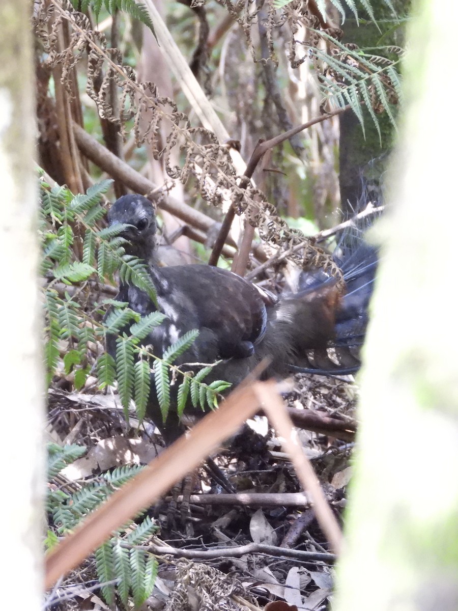 Великолепный лирохвост - ML631784258