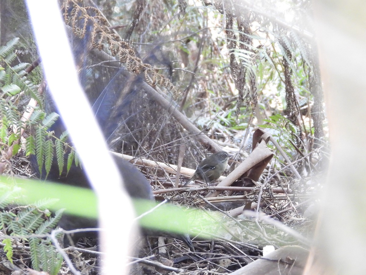 Великолепный лирохвост - ML631784259