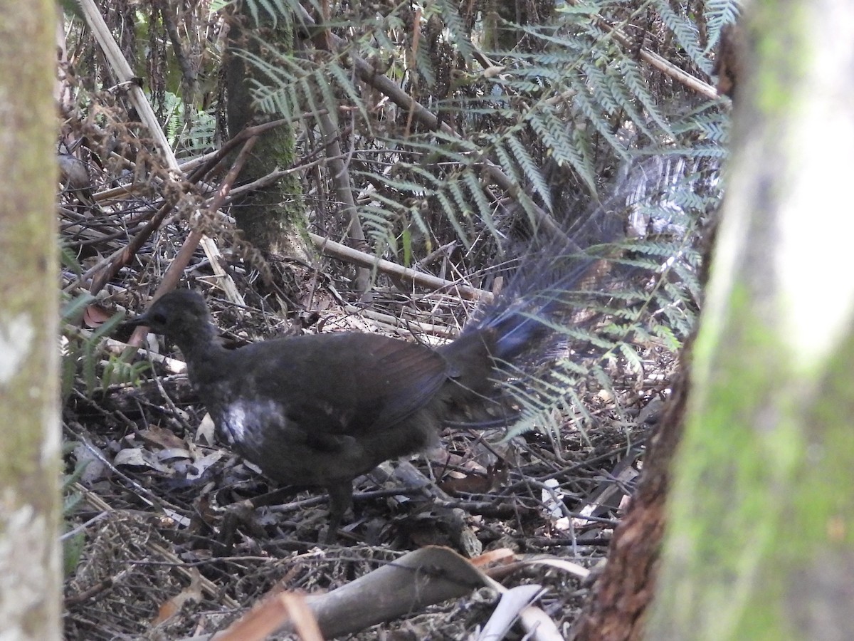 Великолепный лирохвост - ML631784260