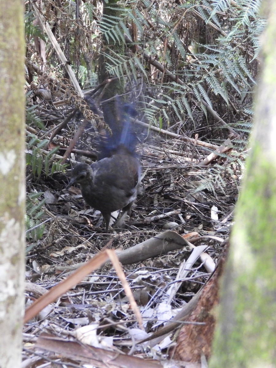 Великолепный лирохвост - ML631784261