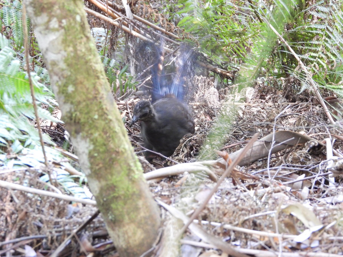 Великолепный лирохвост - ML631784262