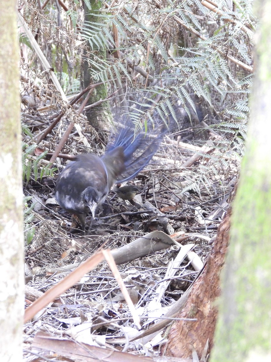 Великолепный лирохвост - ML631784263