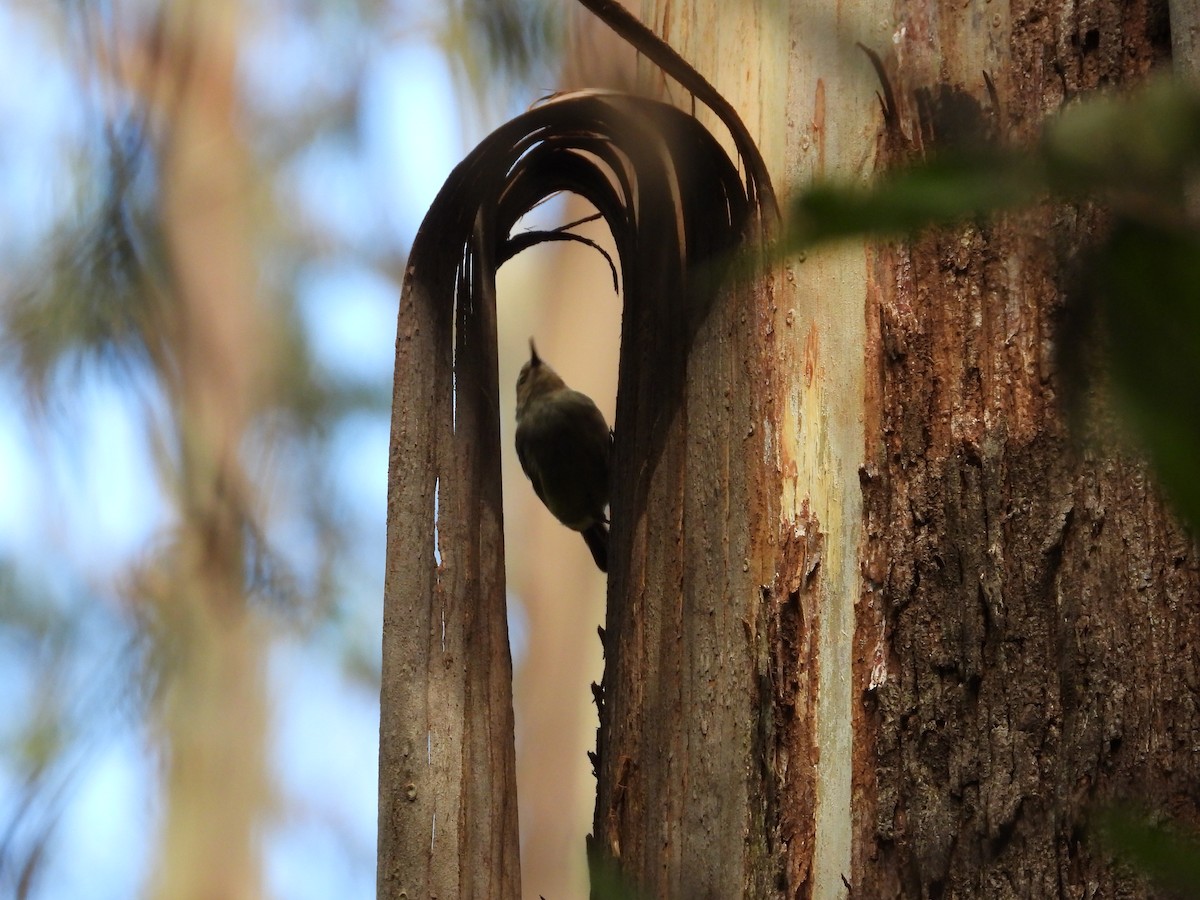 Большеклювая кустовка - ML631784265