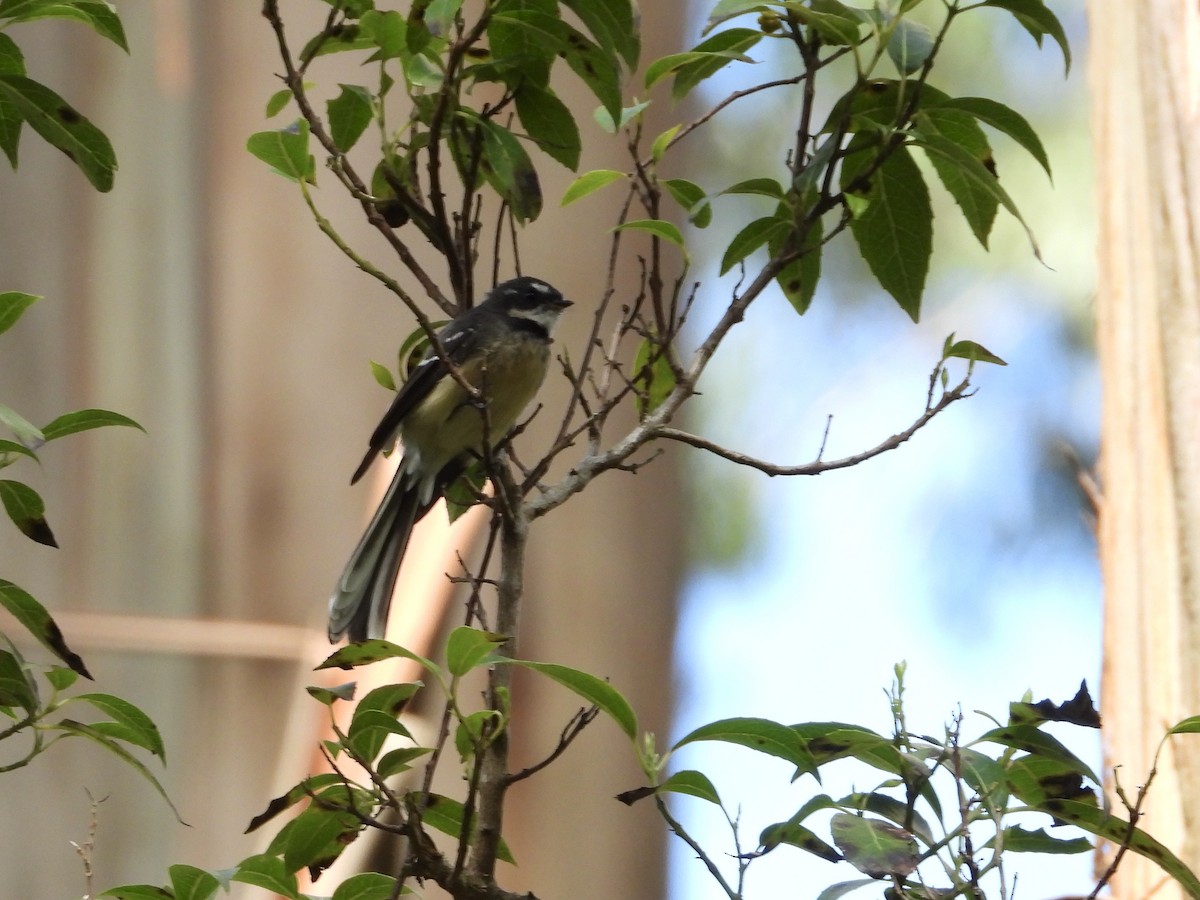 Серая веерохвостка - ML631784272