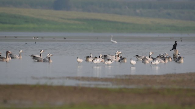 Хээрийн галуу - ML631784294