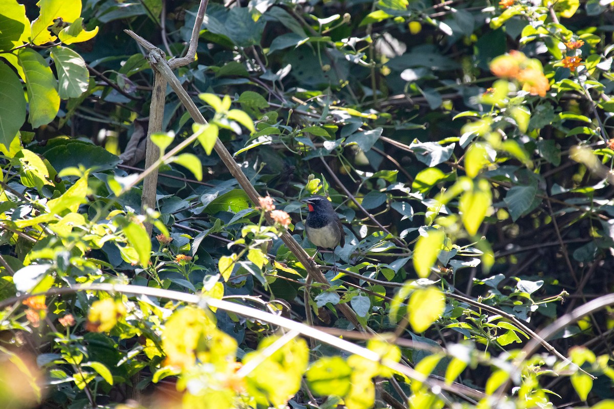 Himalayan Rubythroat - ML631784308