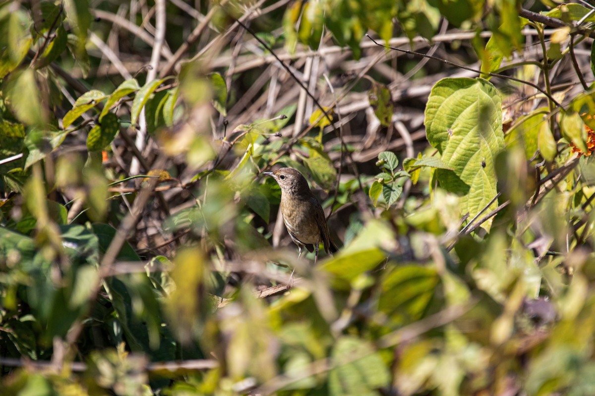 Himalayan Rubythroat - ML631784314