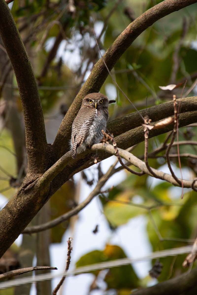 Jungle Owlet - ML631784508