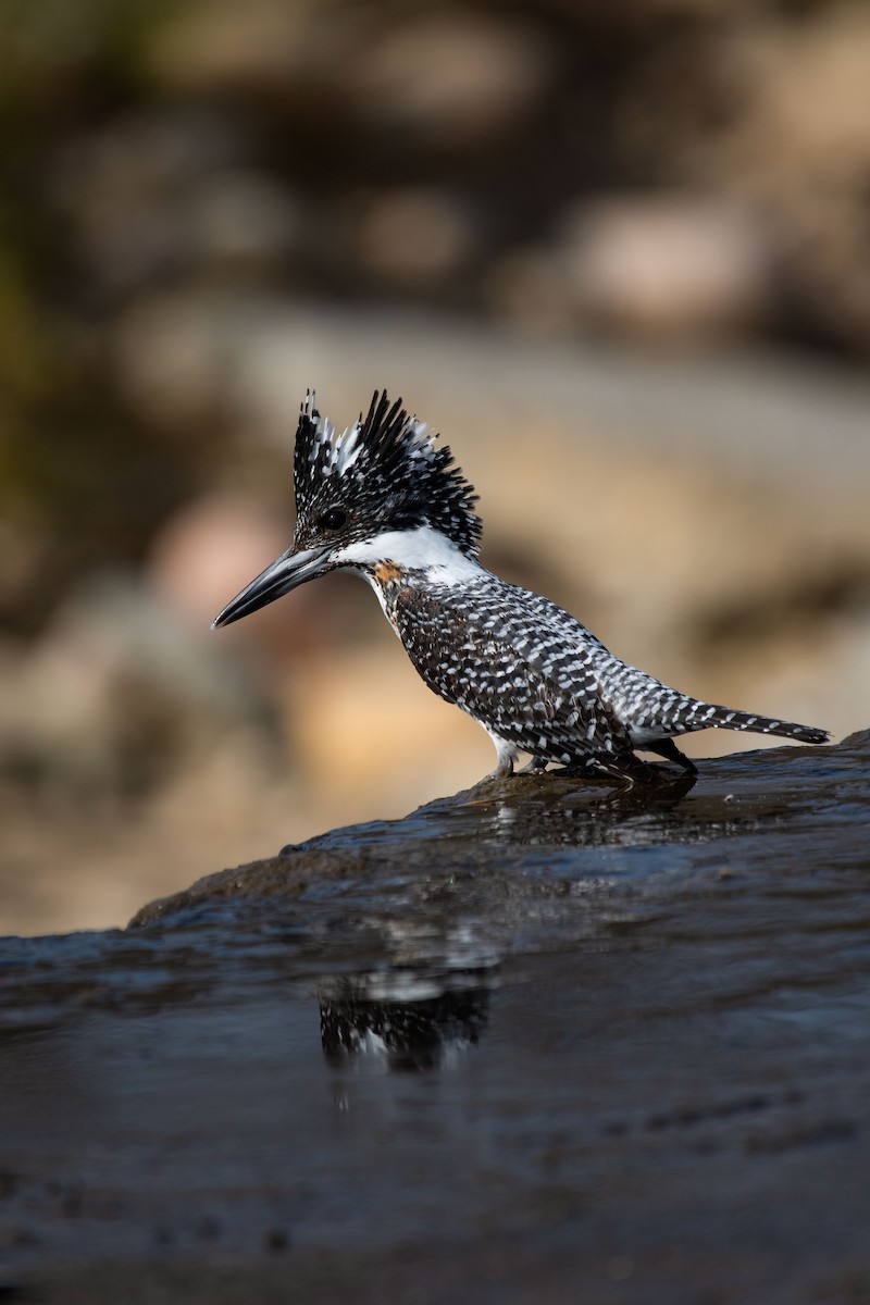 Crested Kingfisher - ML631784525