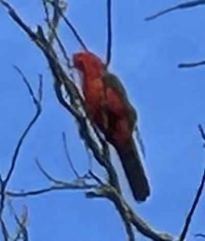 Australian King-Parrot - ML631784528