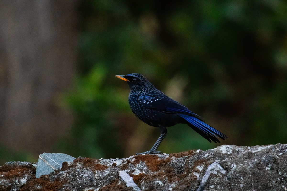 Blue Whistling-Thrush - ML631784569