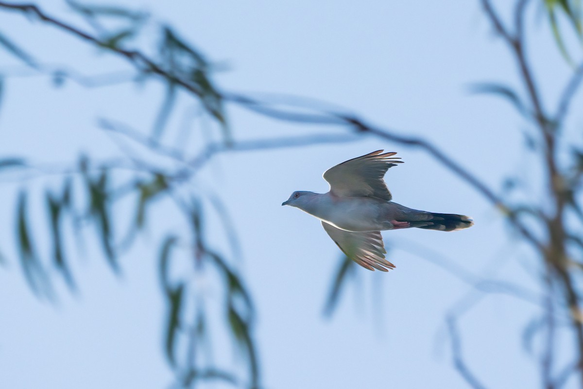 Crested Pigeon - ML631784693