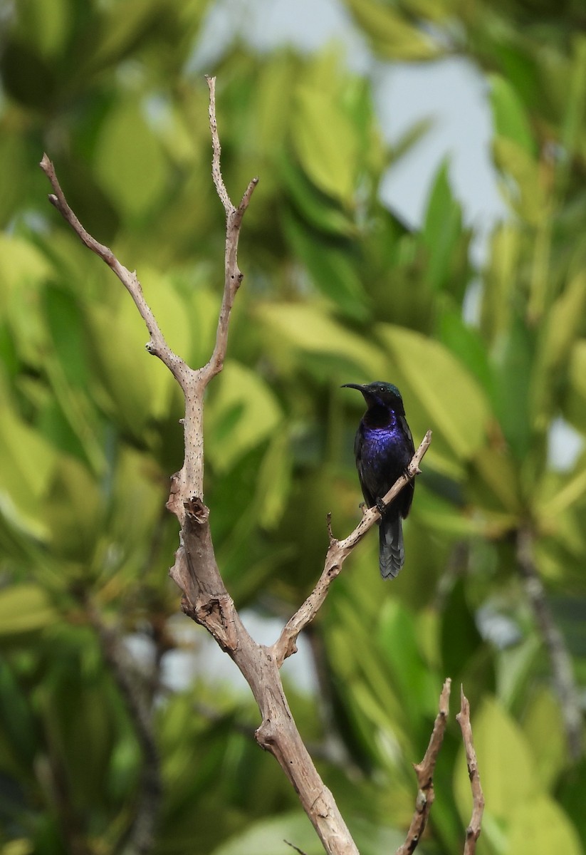 Copper-throated Sunbird - ML631784896