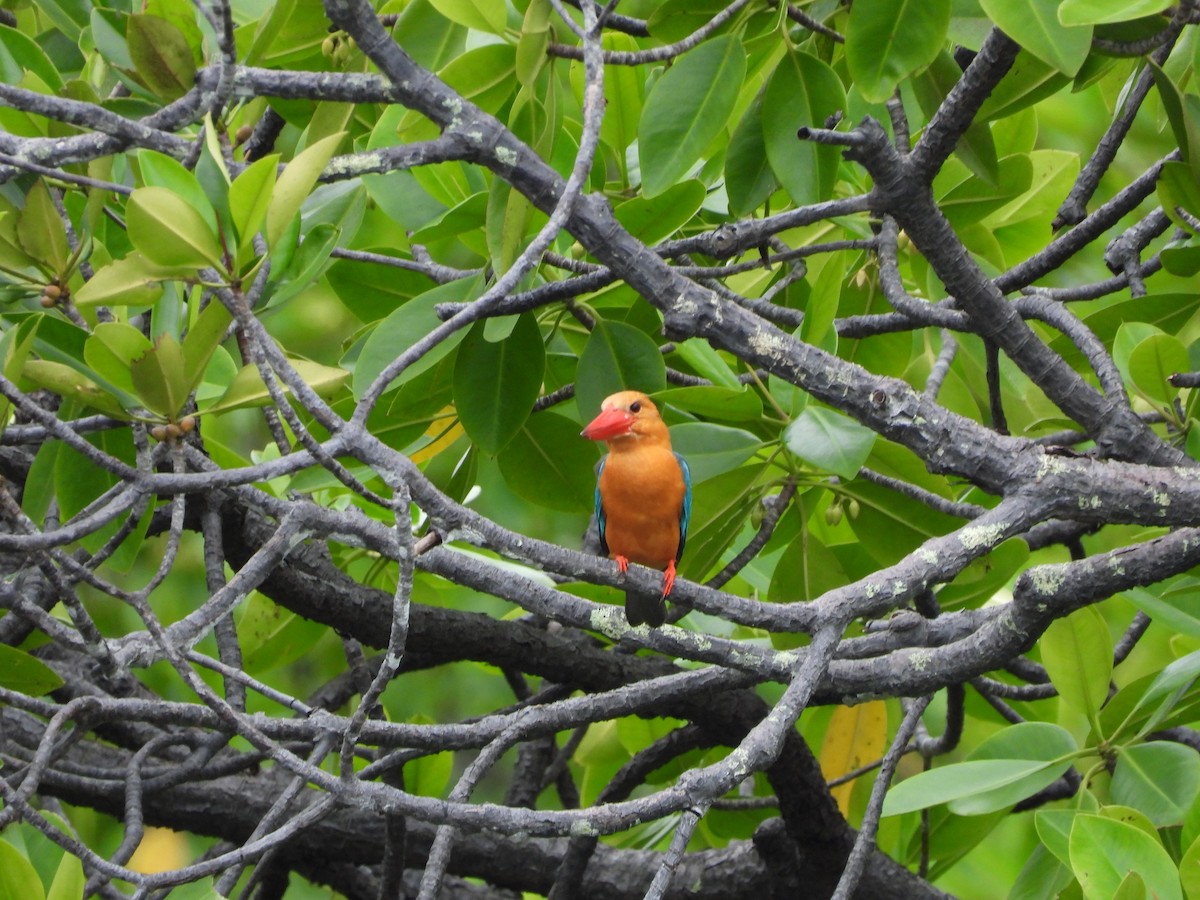 Stork-billed Kingfisher - ML631784905