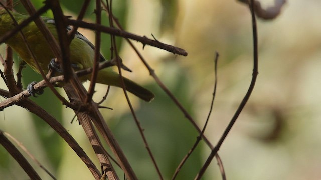 Common Iora - ML631785055