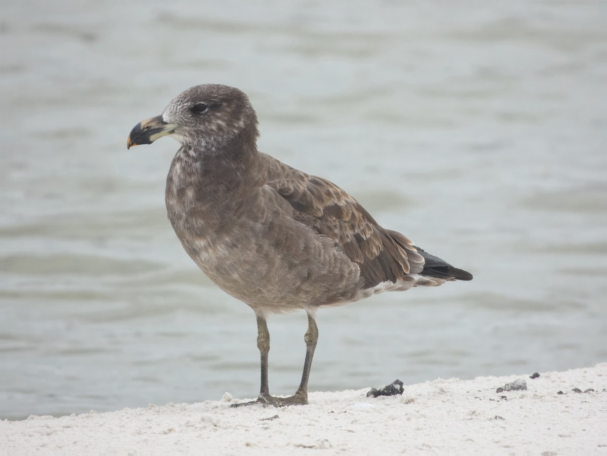 Pacific Gull - ML631785115
