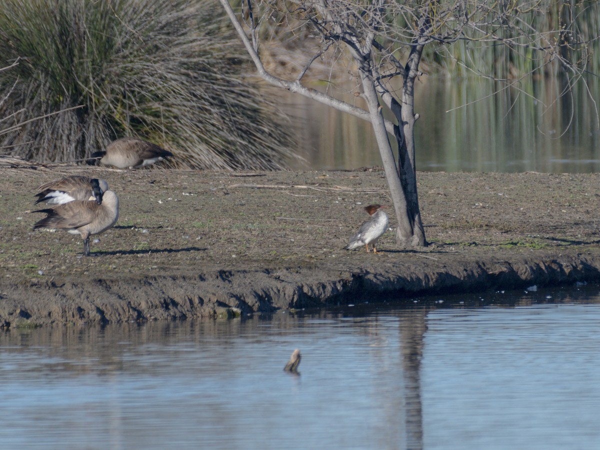 Common Merganser - ML631785159