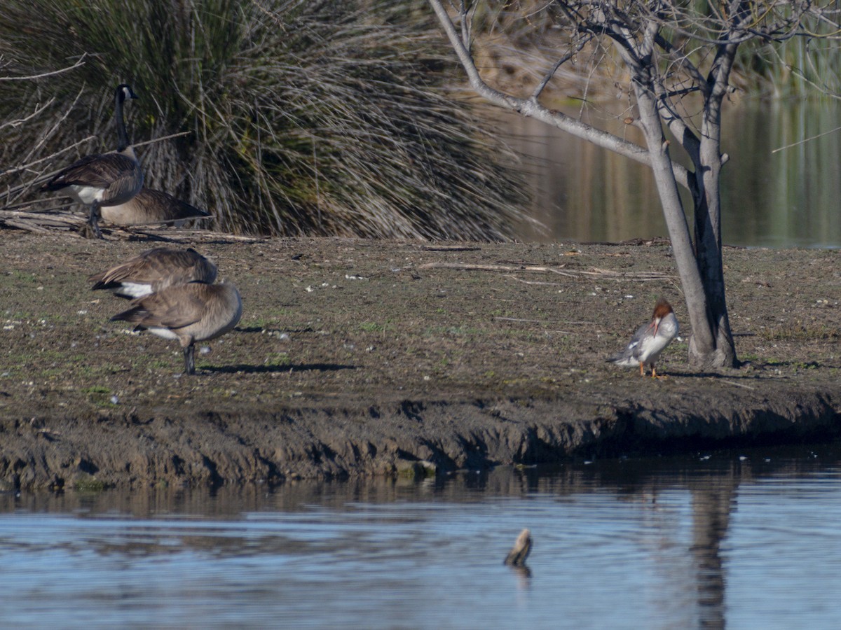Common Merganser - ML631785162