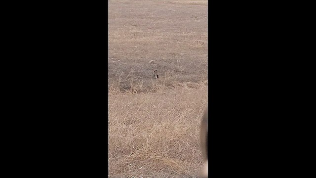 Short-eared Owl - ML631785171