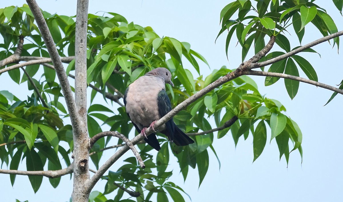 Green Imperial-Pigeon (Green) - ML631785265