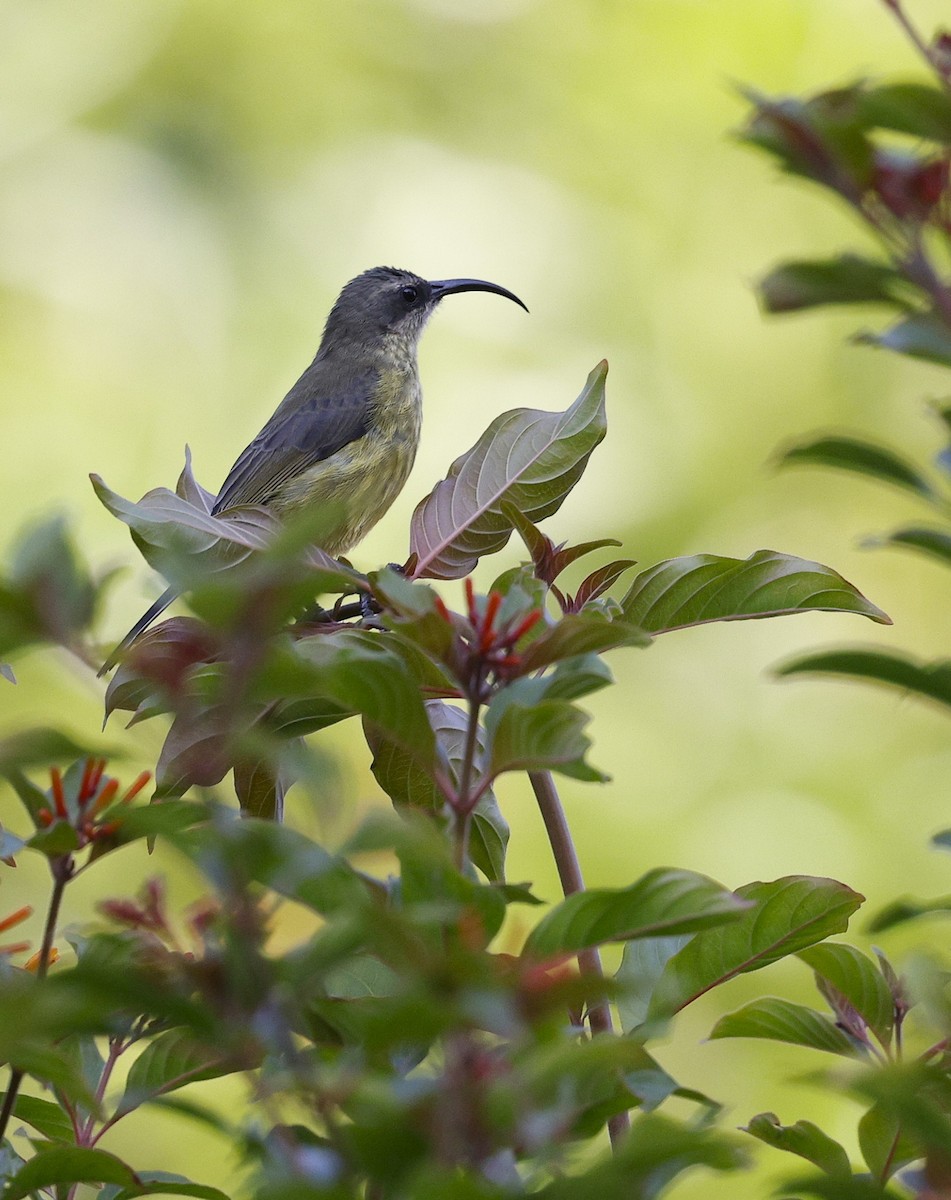 Variable Sunbird - ML631785394