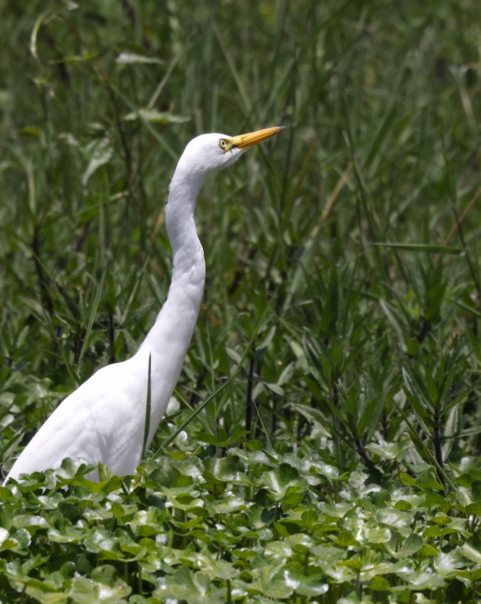 Yellow-billed Egret - ML631785430