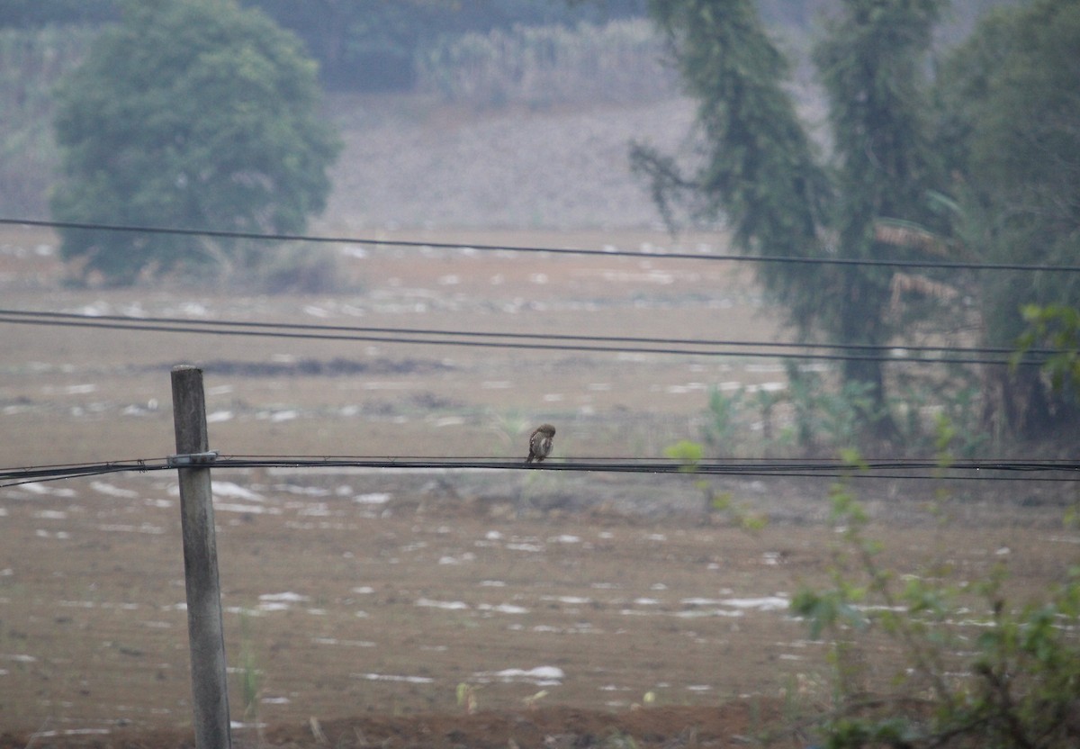 Asian Barred Owlet - ML631785604