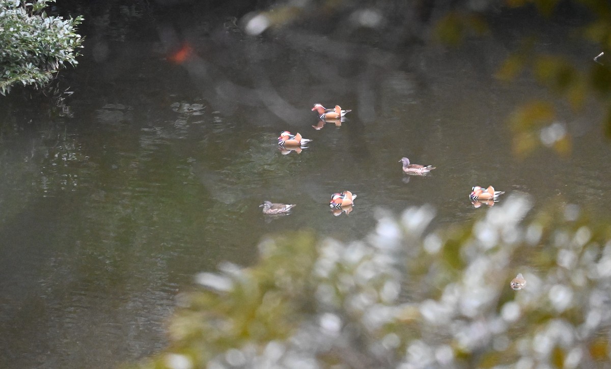 Mandarin Duck - ML631785715