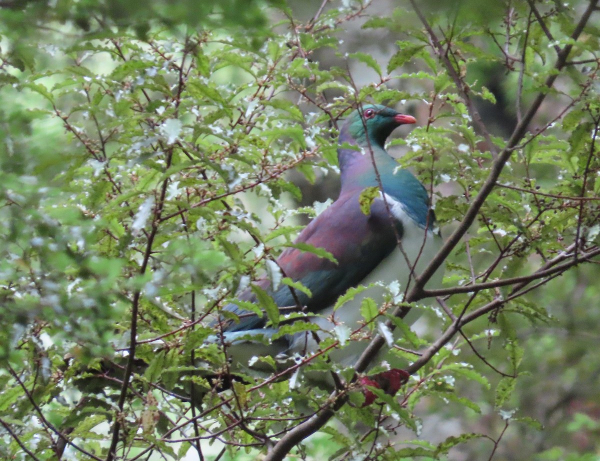 New Zealand Pigeon - ML631785731