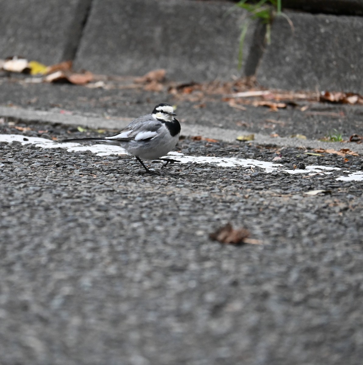 White Wagtail - ML631785791