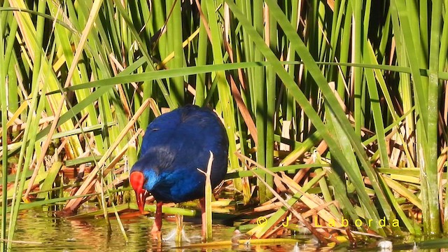 セイケイ - ML631785917