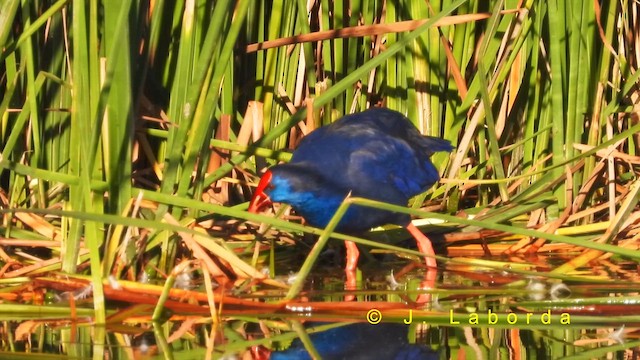 セイケイ - ML631785918