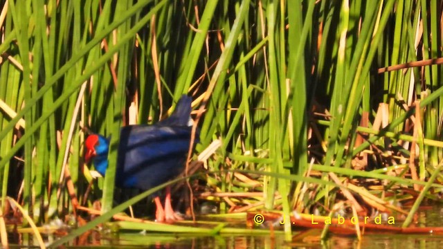 セイケイ - ML631785919