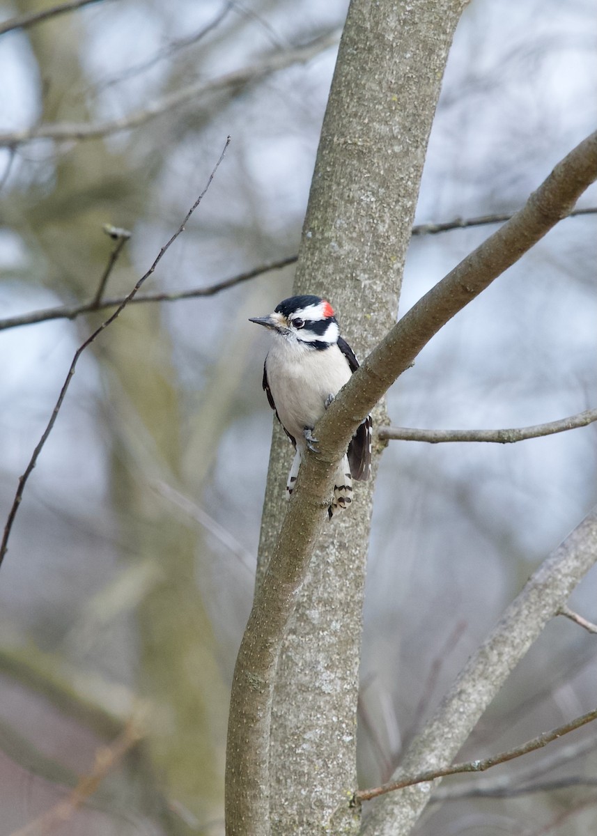 Downy Woodpecker - ML631785923