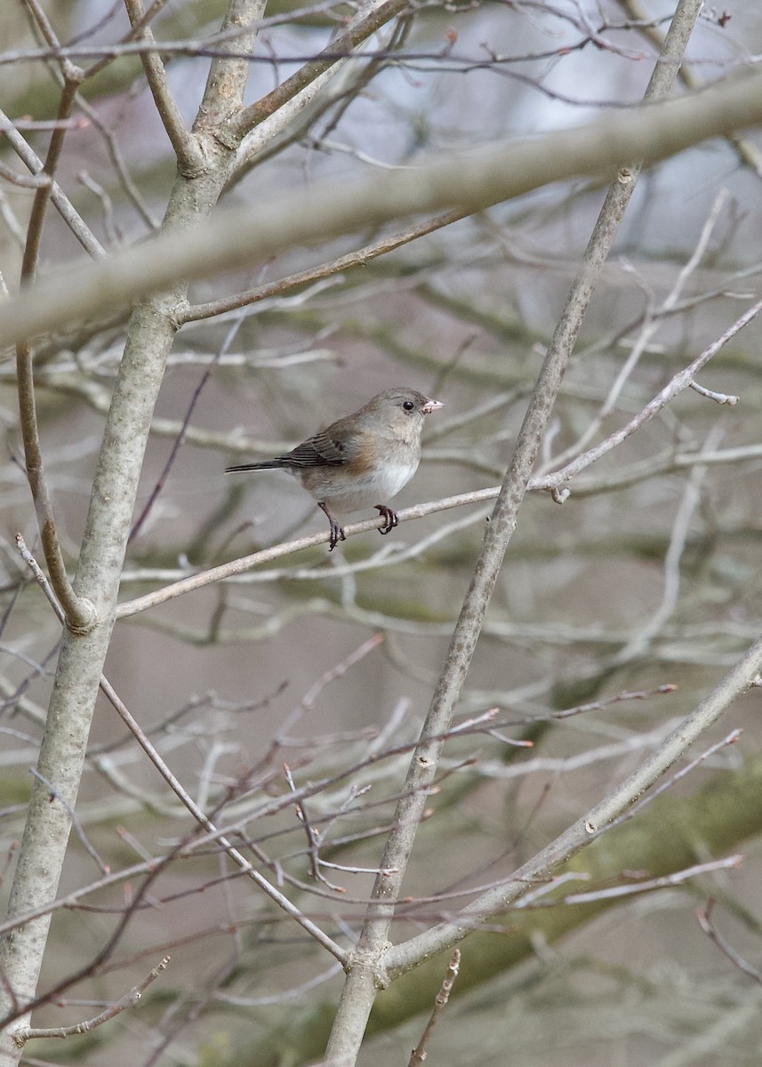 Dark-eyed Junco (Slate-colored) - ML631785927