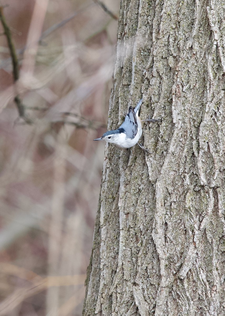 White-breasted Nuthatch - ML631785928